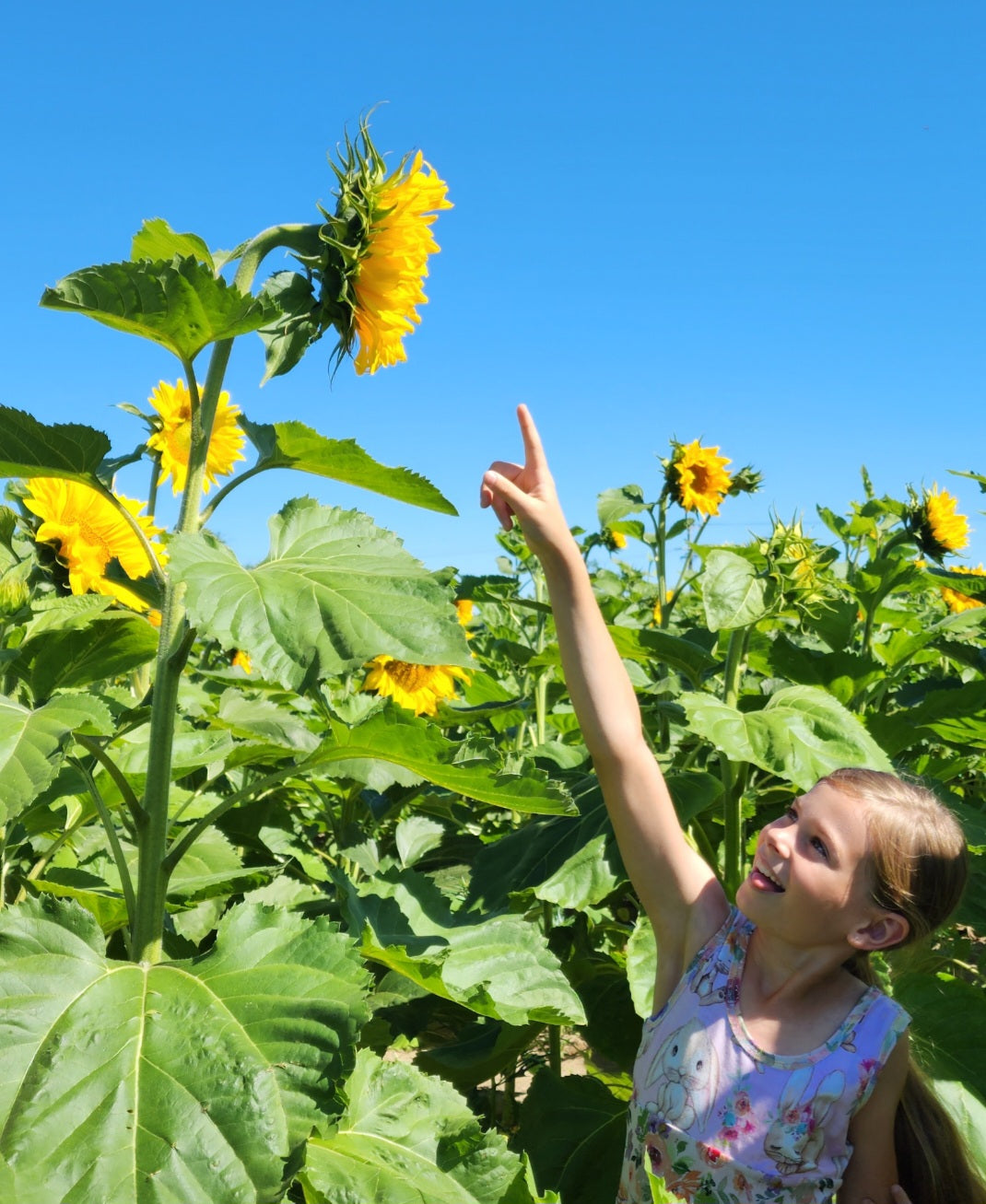 Sunshine Fields